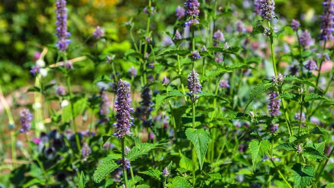 Violette Blütenähren der Duftnessel