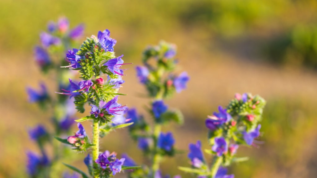 Echium Natternkopf für volle Sonne und trockenen Boden