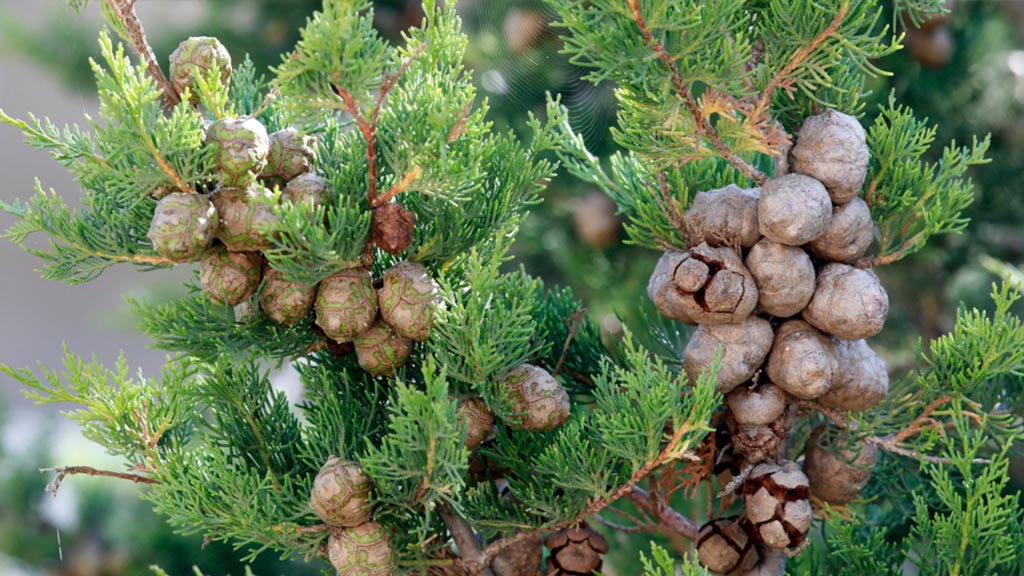 Eine Echte Scheinzypresse (Cupressus sempervirens) der viele Zapfen trägt 