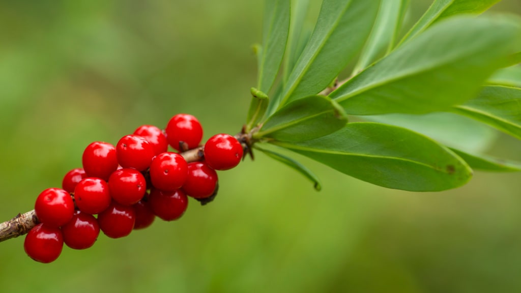 Rote Beeren des Echten Seidelbasts am Zweig