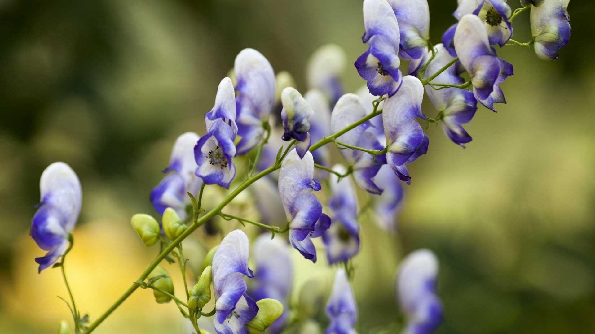 Blau-weiße Blüten des Eisenhuts
