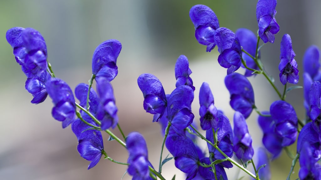 Blaue helmförmige Blüten des Eisenhuts