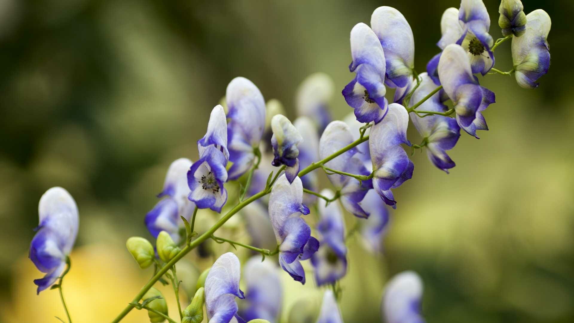 Eisenhut (Aconitum)