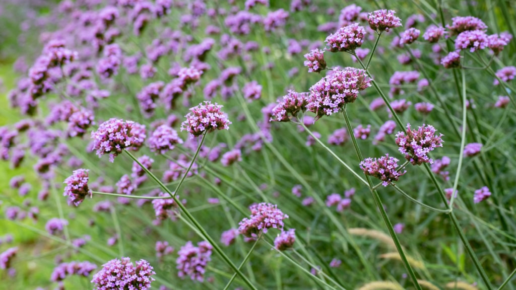 Violett blühendes Eisenkraut im Beet