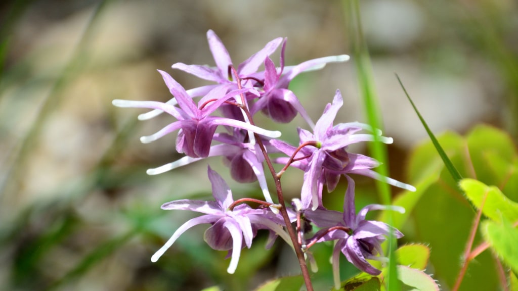 Das Warten lohnt sich: nach zwei Jahren zeigt die Eifenblume ihre schönen, helllila Blüten.