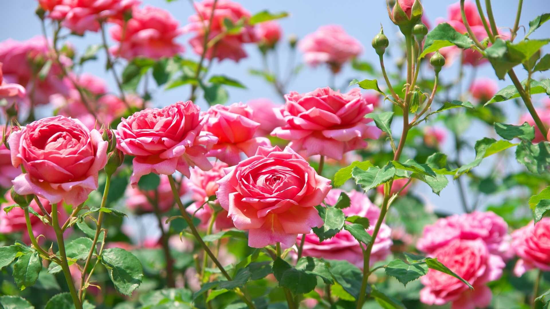 Englische Rosen