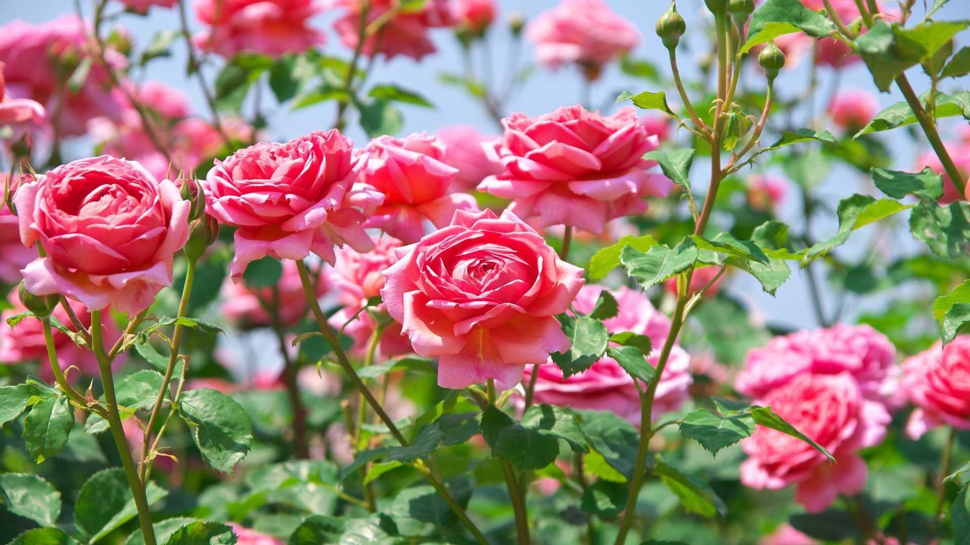 Rosen im Juli pflegen, schneiden und bei Bedarf letztmalig düngen.