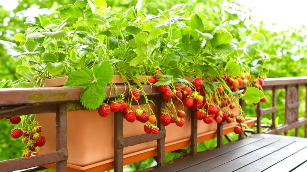 Als Balkonpflanzen sind Erdbeeren hervorragend geeignet