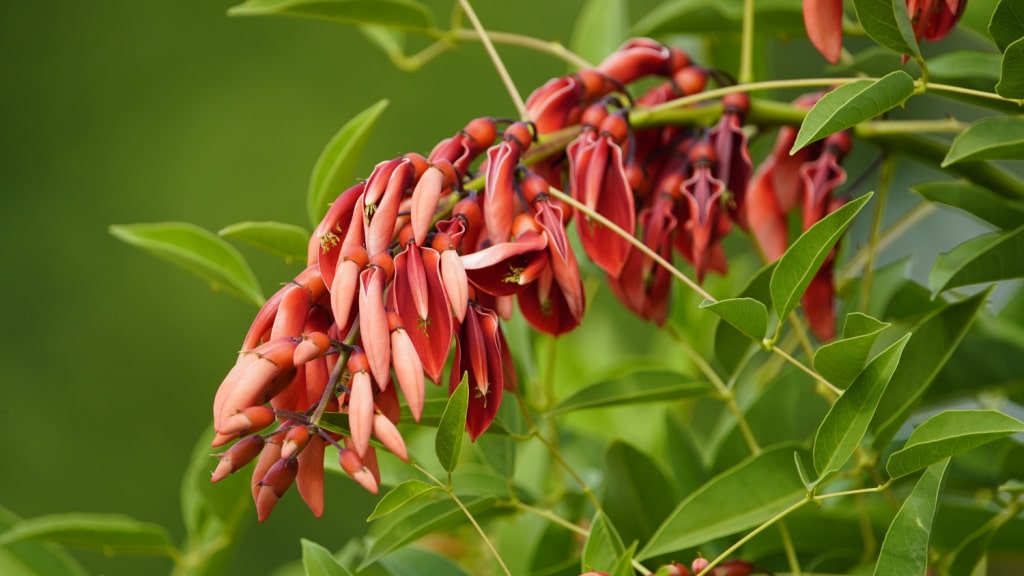 Erythrina Korallenstrauch für volle Sonne