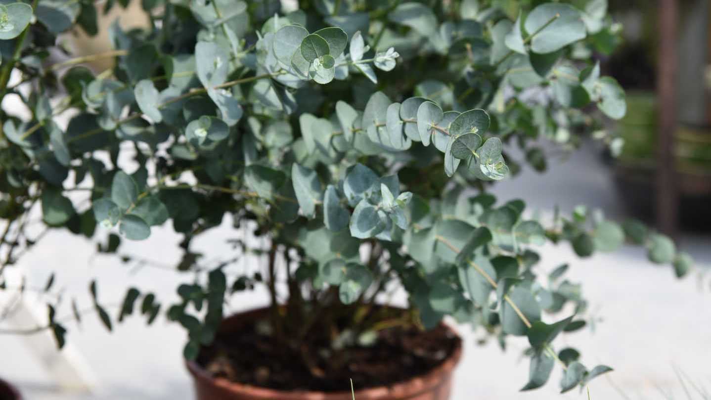 Große und robuste Zimmerpflanzen? Auf dieser Liste würde man nicht unbedingt den Eukalyptus vermuten, doch dieser ist hier goldrichtig.
