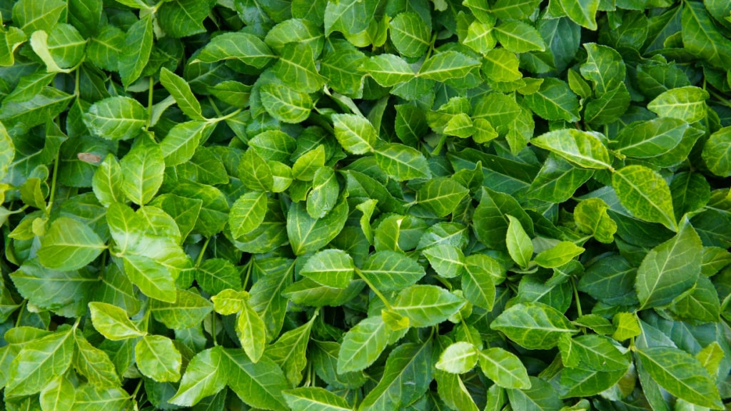 Dichtes grünes Laub des Kletternden Spindelstrauchs (Euonymus fortunei)