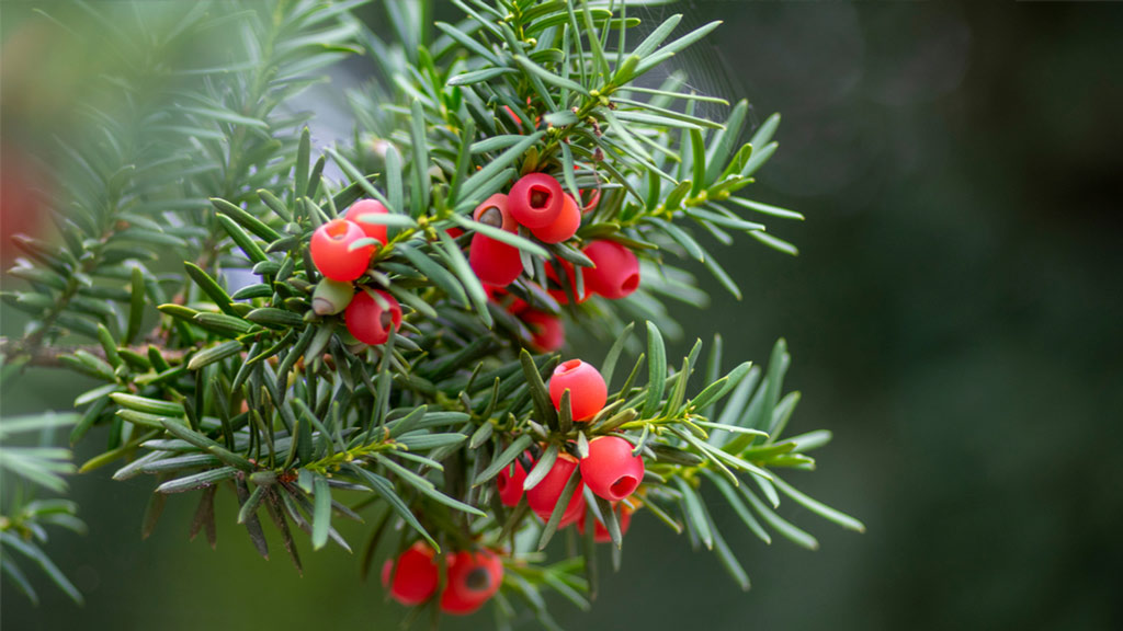 EIne Europäische Eibe (Taxus baccata)