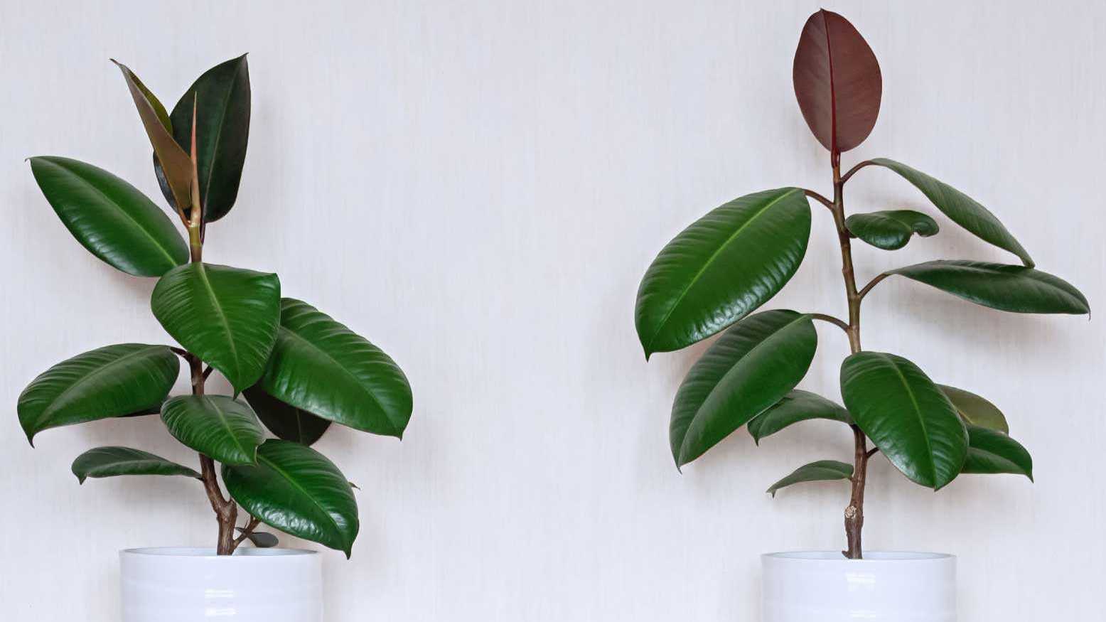 Sämtliche bei uns bekannten und beliebten Ficus-Arten sind für Hunde schwach giftig.