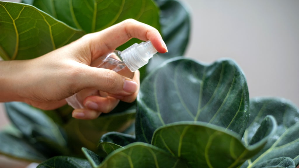 Hand besprüht die Blätter einer Geigenfeige mit Wasser