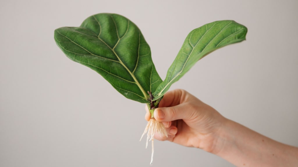 Hand hält einen bewurzelten Steckling einer Geigenfeige