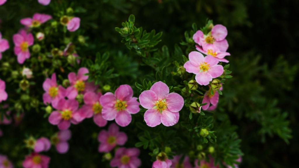 Fingerstrauch (Potentilla fruticosa)