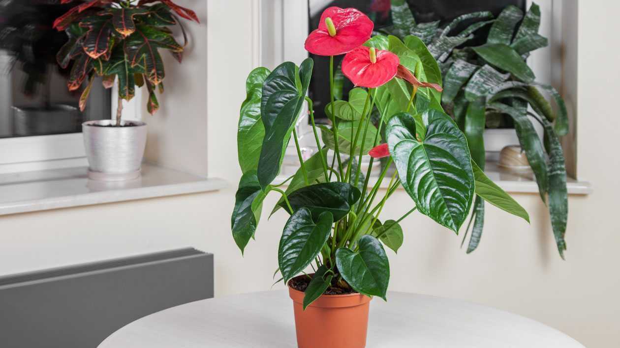 Bei der richtigen Flamingoblumen Pflege gedeiht die Anthurie prächtig. Doch so schön sie auch ist: Besonders für Tiere ist sie ziemlich giftig.