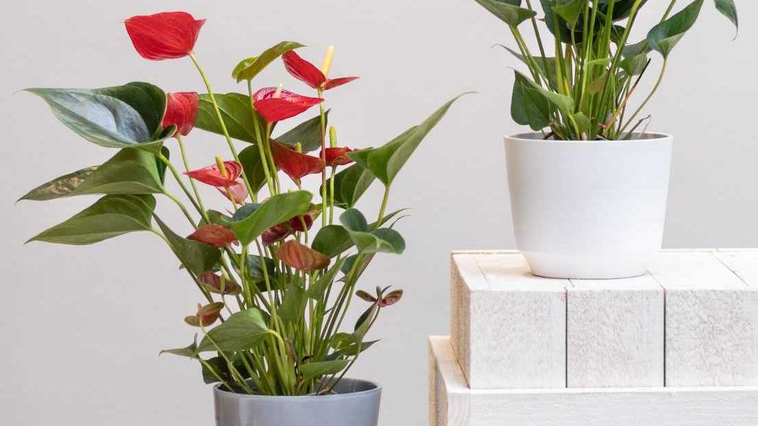 Zwei Flamingoblumen in Töpfen in  einem Zimmer