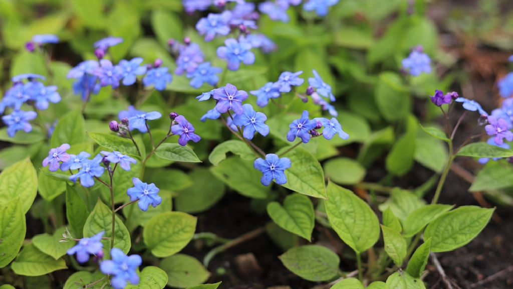 Blaue Blüten des Frühlings-Gedenkemeins (Omphalodes verna)
