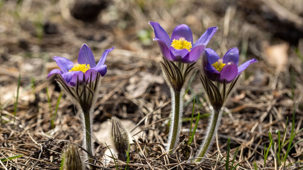 Violette Küchenschellen auf trockenem Boden