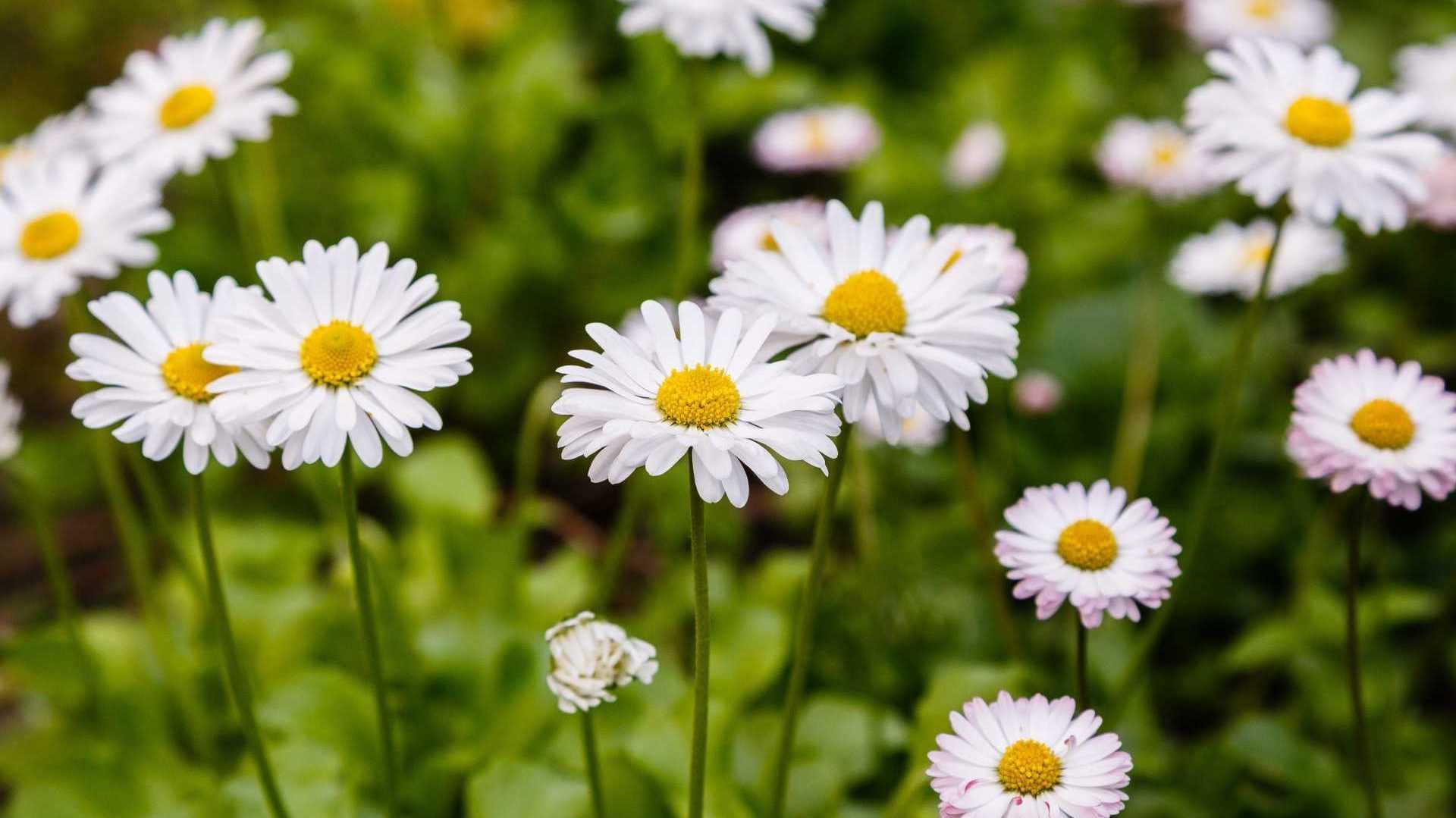 Gänseblümchen