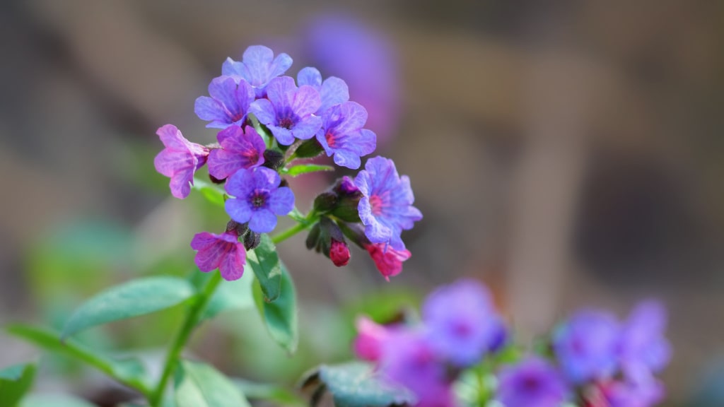 Rosa-violette Blüten des Gefleckten Lungenkrauts