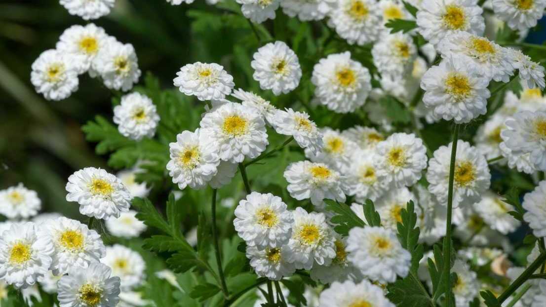 Gefüllte Bertramsgarbe mit weißen Blüten