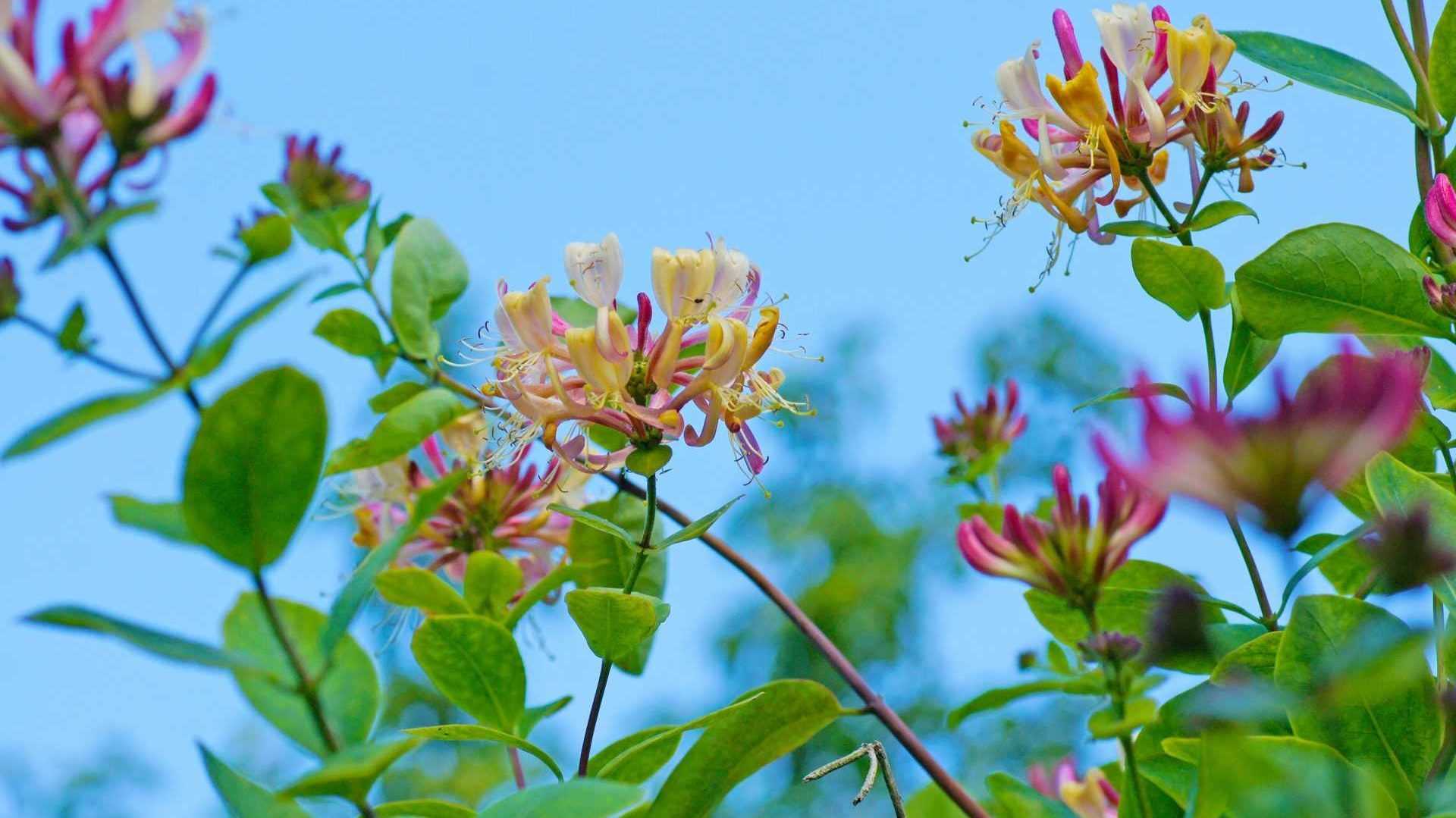 Gelb-rosa blühendes Geißblatt vor blauem Himmel
