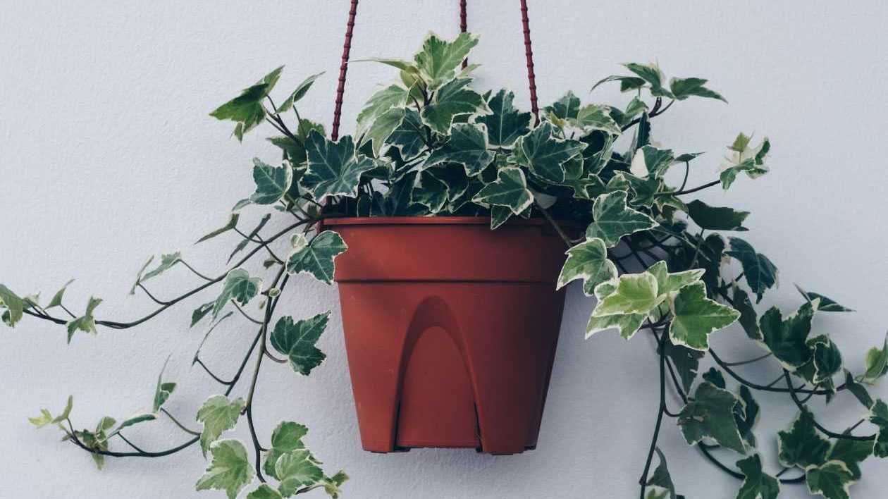 Gemeiner Efeu (Hedera helix) in einem Topf: Platz drei der Liste "18 luftreinigende Zimmerpflanzen".