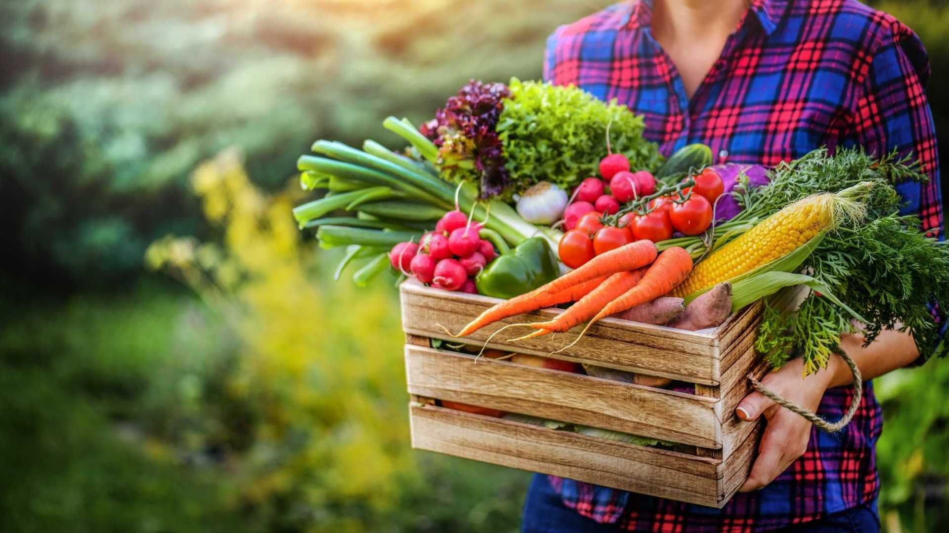 Obst und Gemüse im Juli ernten: Gurken, Zucchini, Kräuter, Beeren und Sommergemüse.