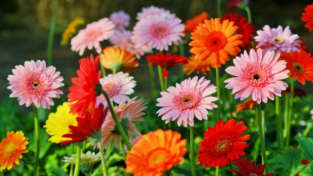 Gerbera für helle sonnige Standorte