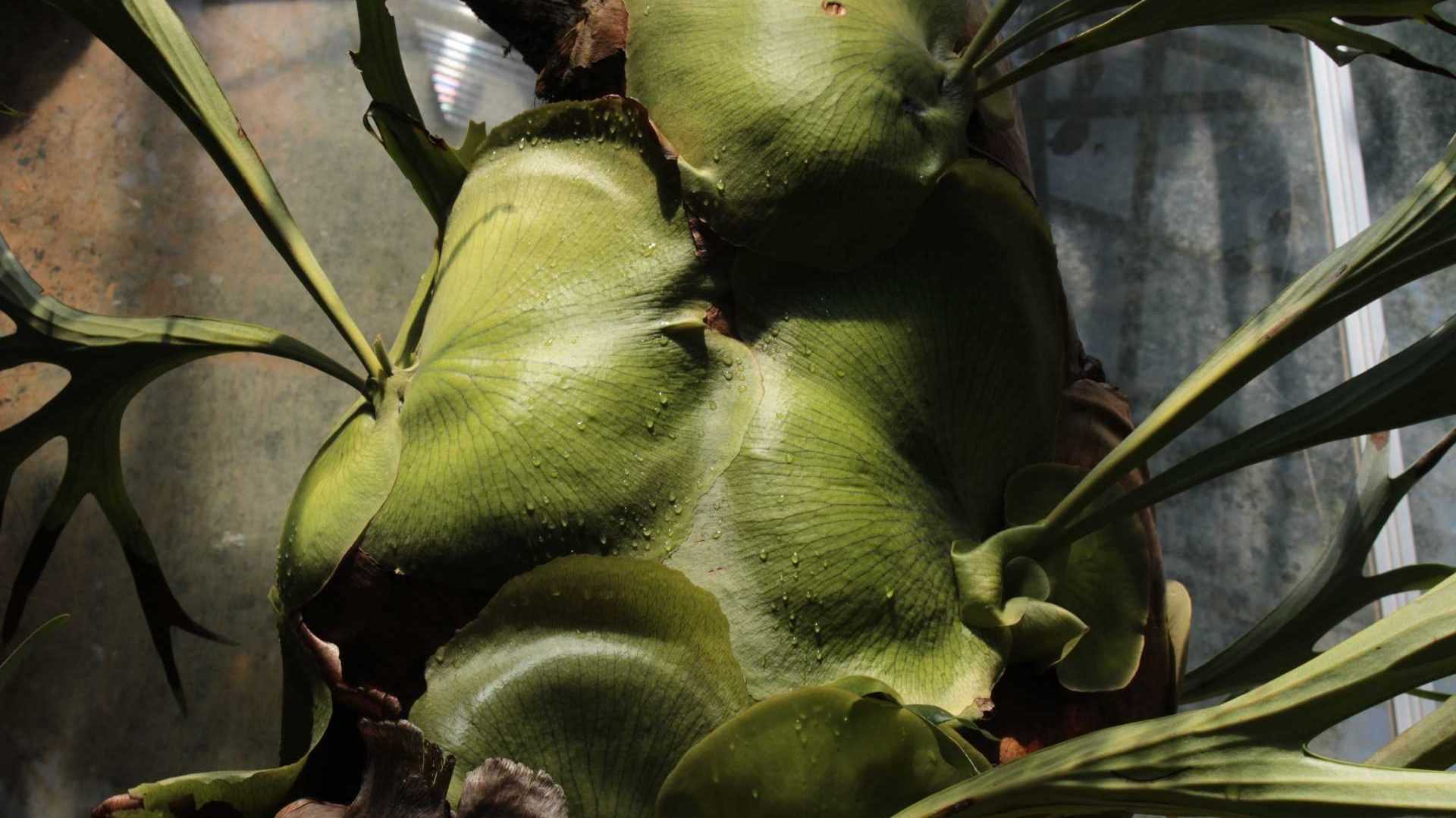 Geweihfarn Pflanze im Garten