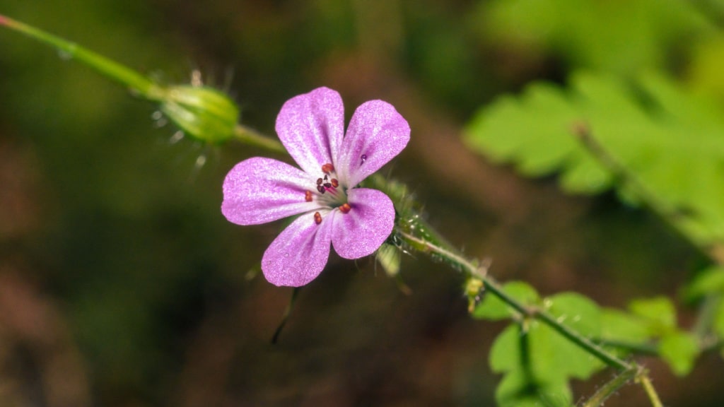 Rosafarbene Blüte des Glänzenden Storchschnabels