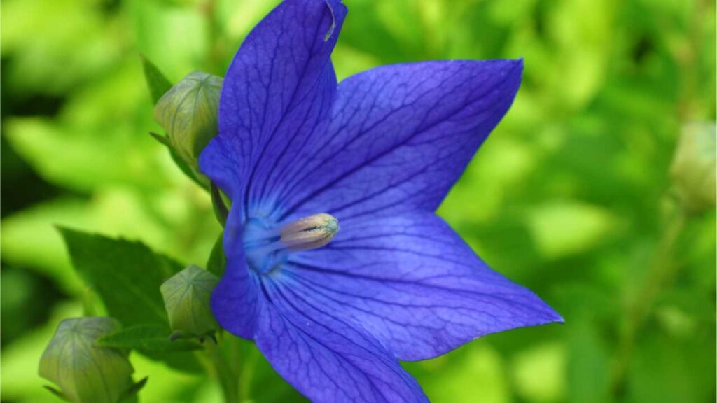 Bei der Glockenblumen Pflege eignet sich als Dünger reifer Kompost.