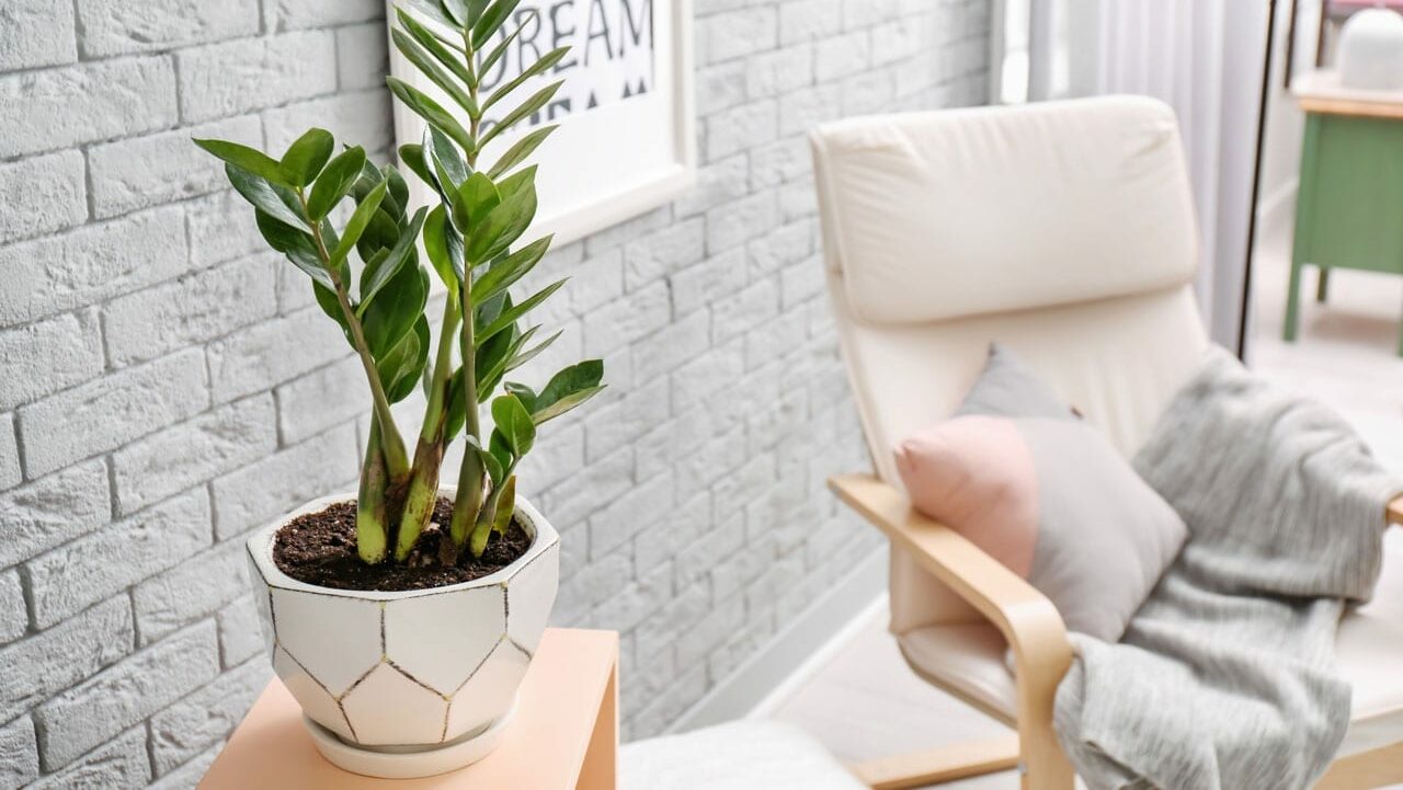 Glücksfeder (Zamioculcas zamiifolia)
