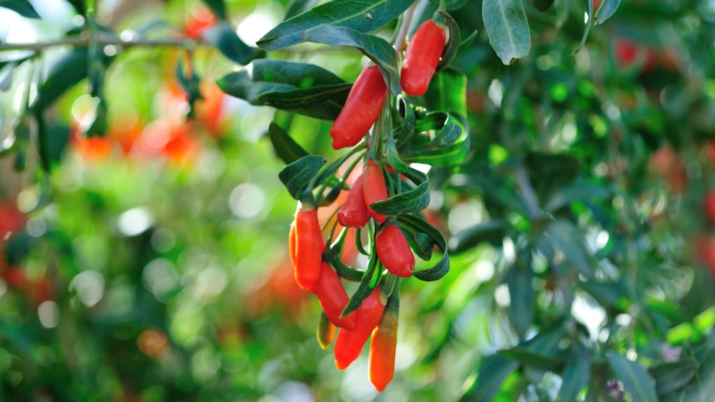 Rote Goji-Beeren am Zweig