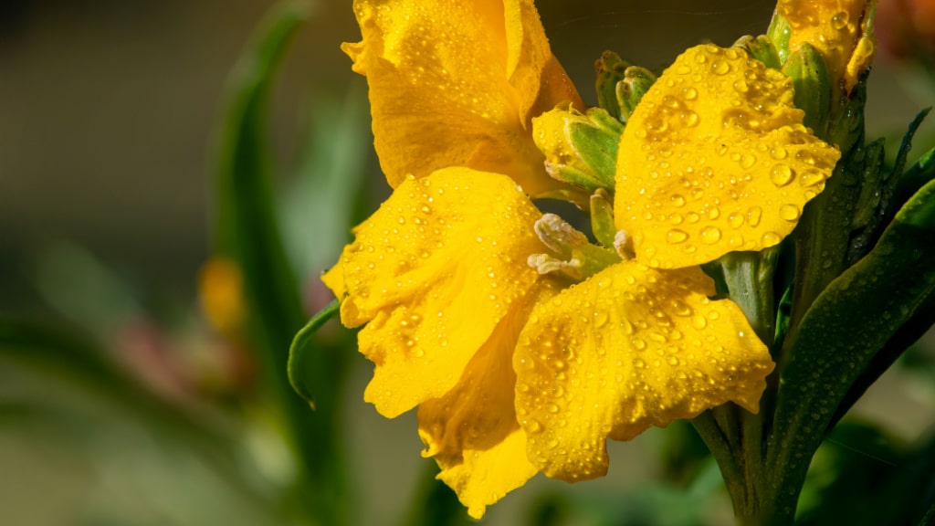 Gelbe Goldlackblüten mit Wassertropfen