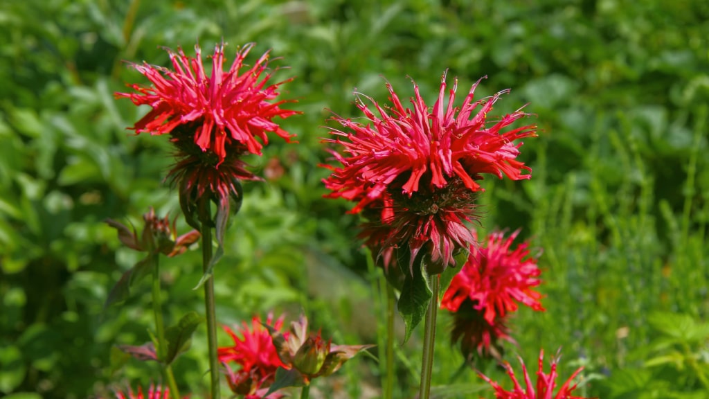 Rote Blüten der Indianernessel