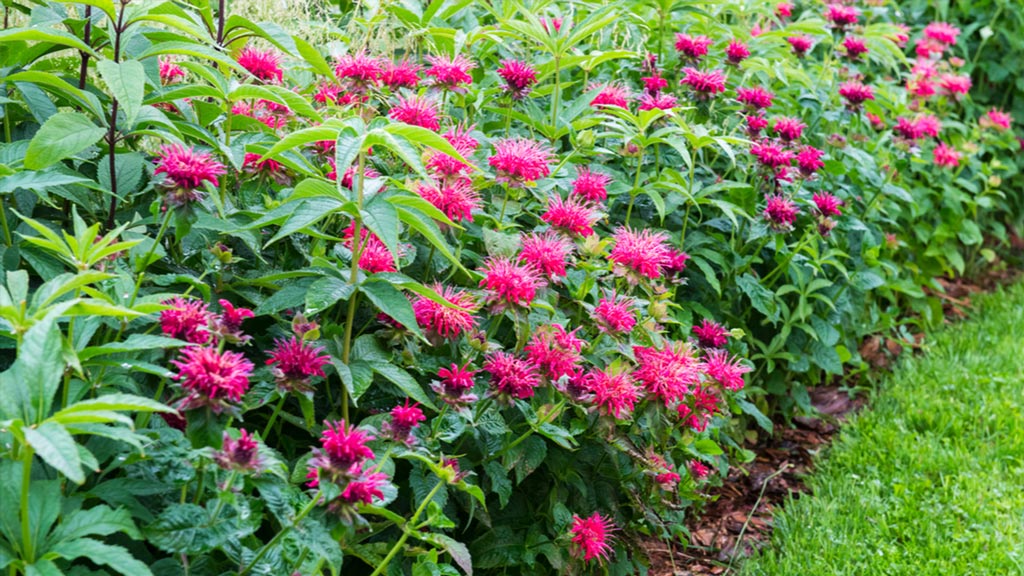 Die Goldmelisse bietet sich als hohes Staudenbeet prima an für mehr Sichtschutz im Garten.