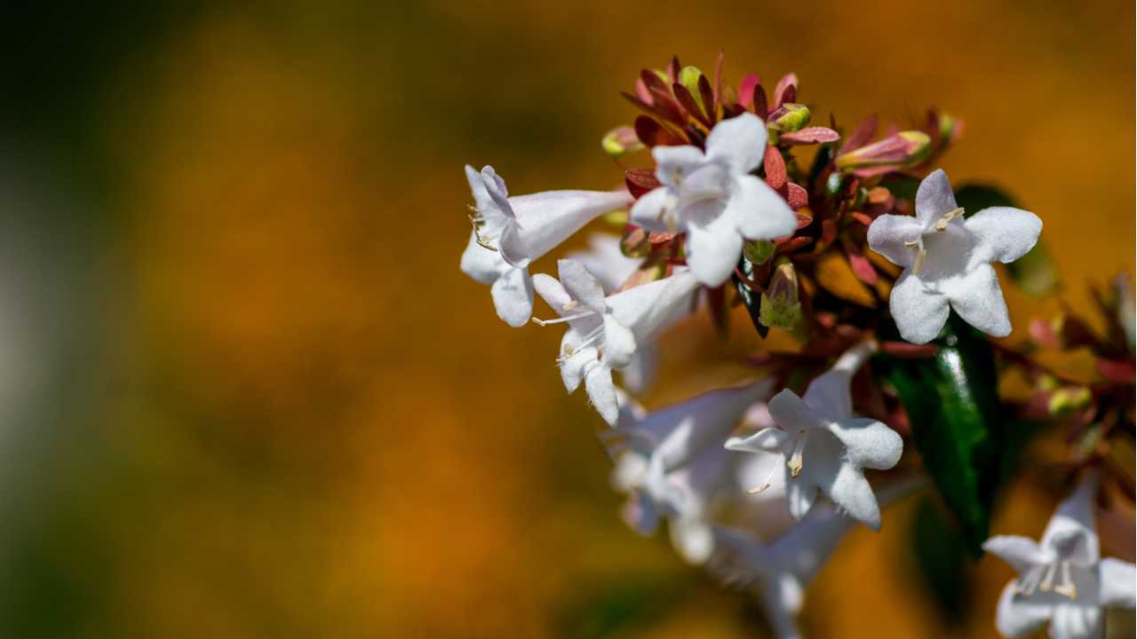 Weiße Abelienblüten an einem Zweig