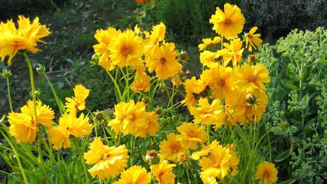 Großblütiges Mädchenauge mit gelben Blüten