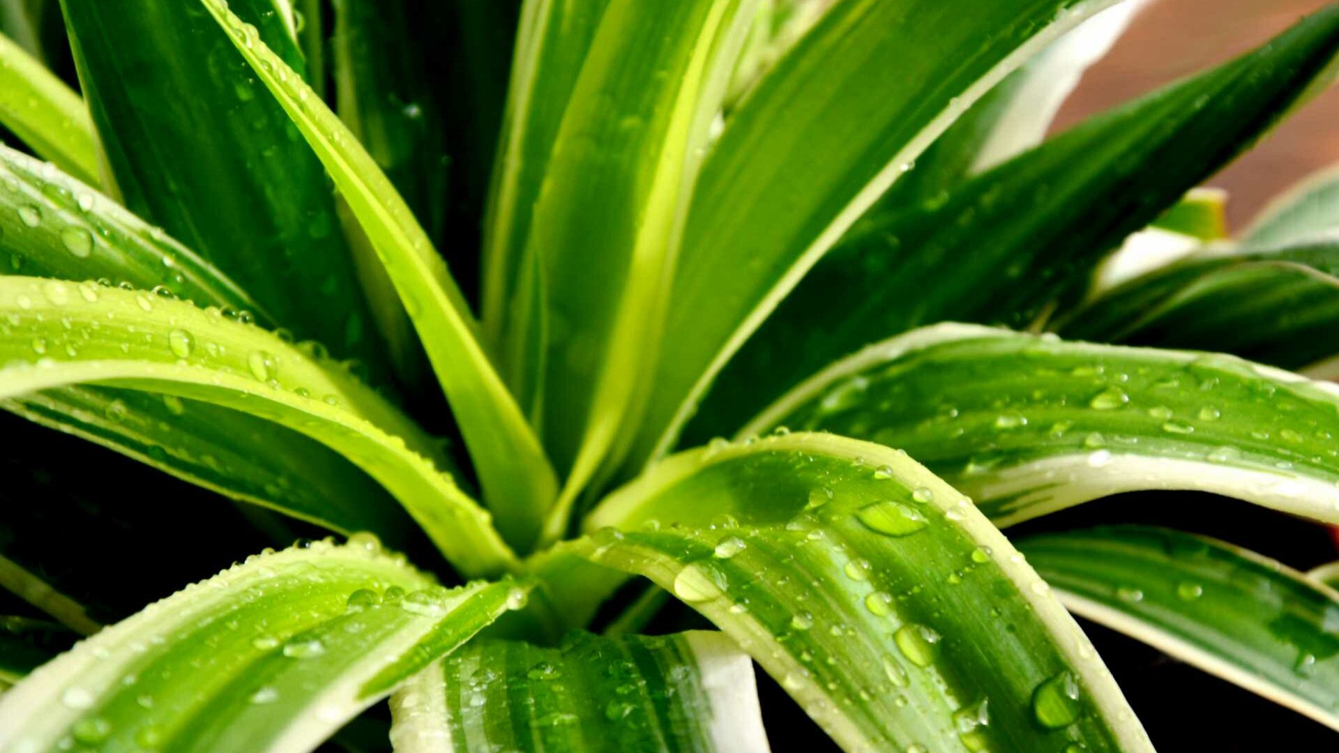 Grünlilie (Chlorophytum comosum)