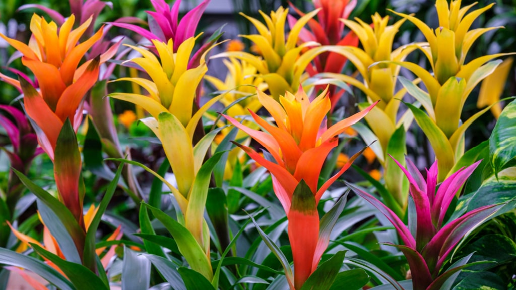 Bunte Guzmanien mit roten, orangefarbenen und gelben Hochblättern
