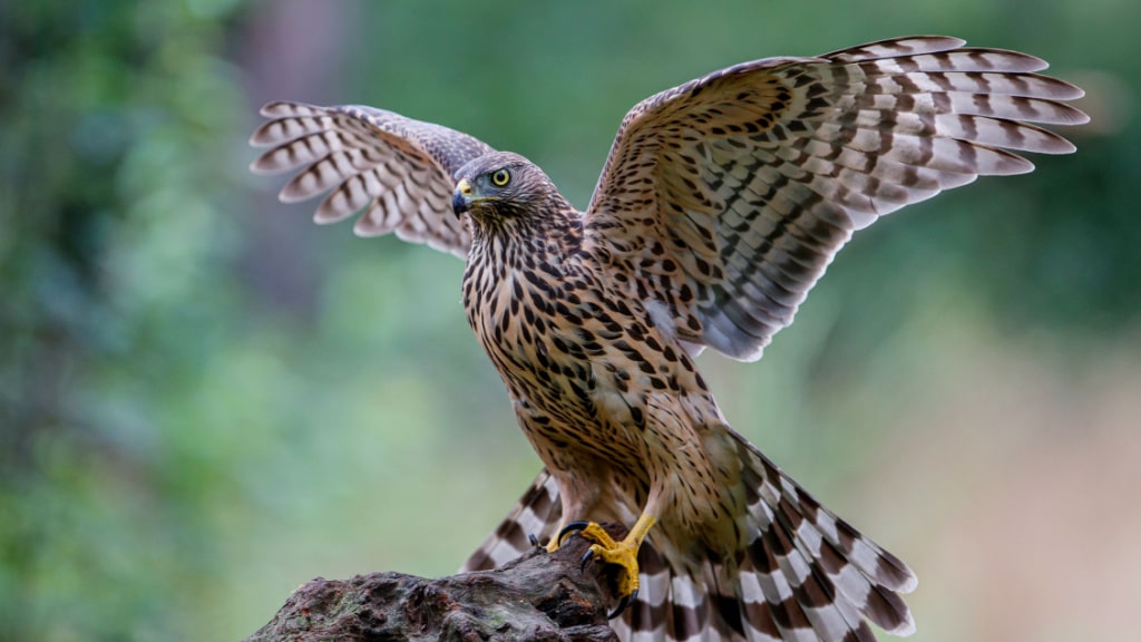 Habicht mit ausgebreiteten Flügeln auf einem Felsen