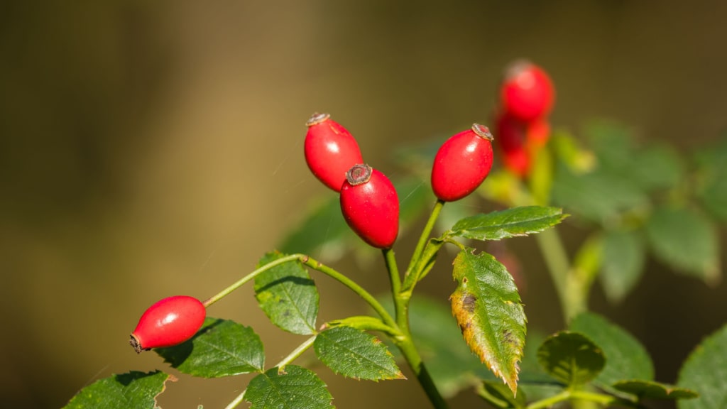 Rote Hagebutten am Strauch