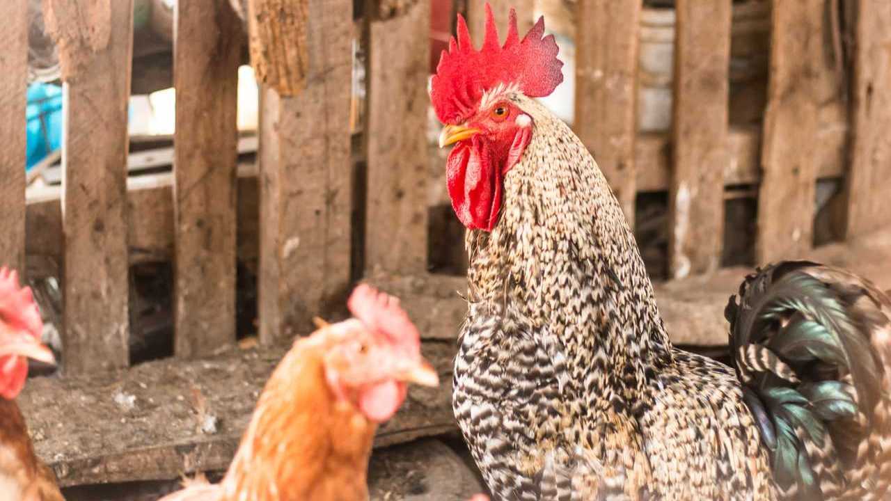 Gesprenkelter Hahn zwischen Hühnern im Stall