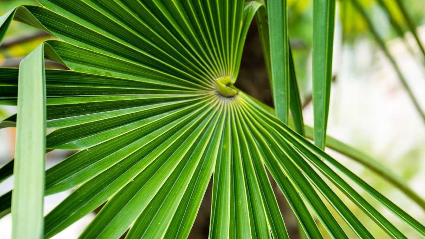Auch die Hanfpalme ist eine wunderschöne und gleichzeitig robuste und wunderschöne Zimmerpflanze.