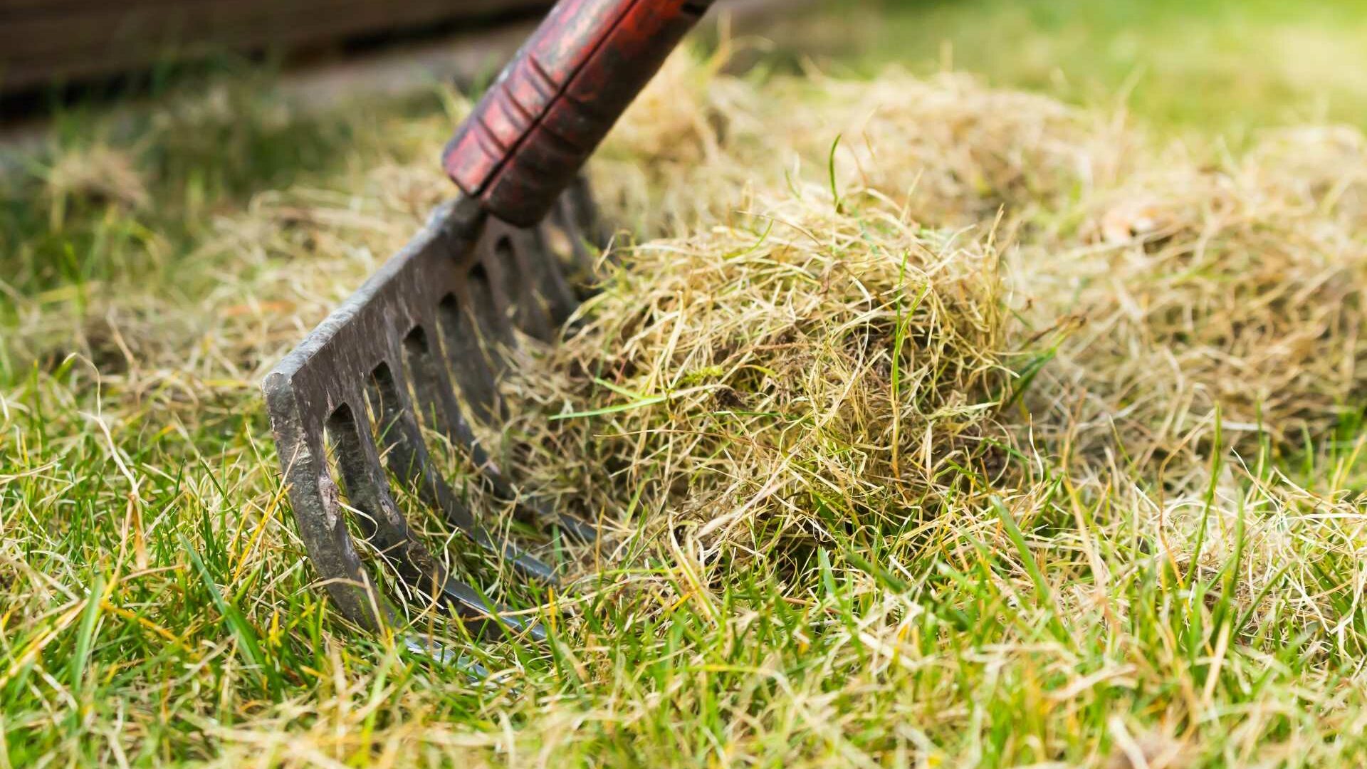 Rasenschnitt kann im Garten sinnvoll als Mulchmaterial eingesetzt werden.
