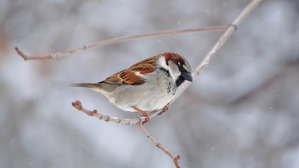 Männlicher Haussperling auf einem winterlichen Zweig