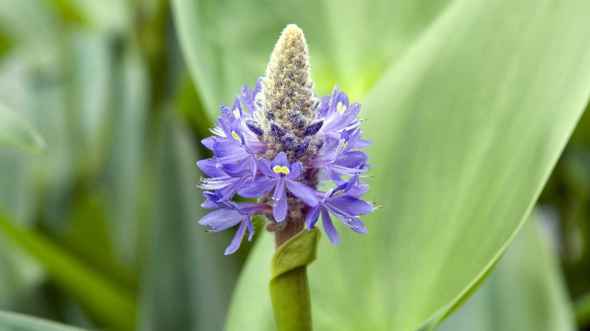 Herzblättriges Hechtkraut (Pontederia cordata)